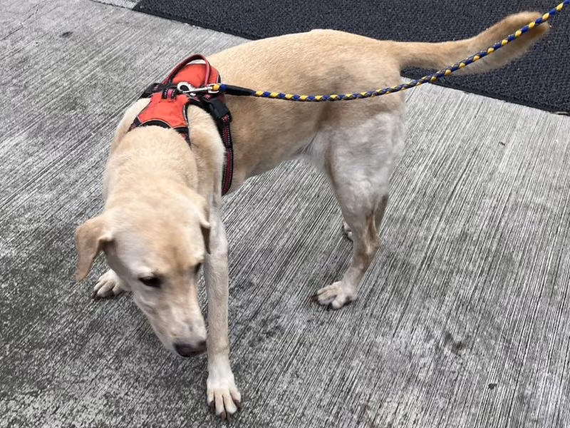 Tan adult male Labrador Retriever, Large, shelter no. …3011