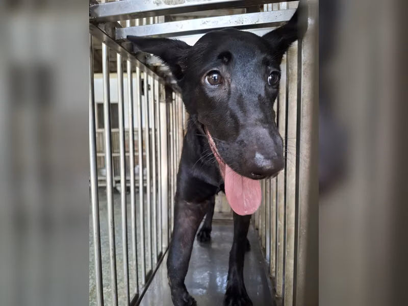 黑色成年母混種犬，大型, 收容編號 …9-01