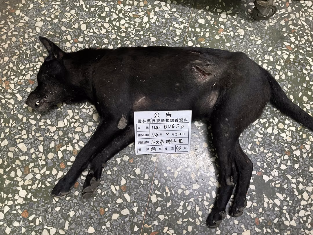 Black adult male mixed-breed dog, Large, shelter no. …065D
