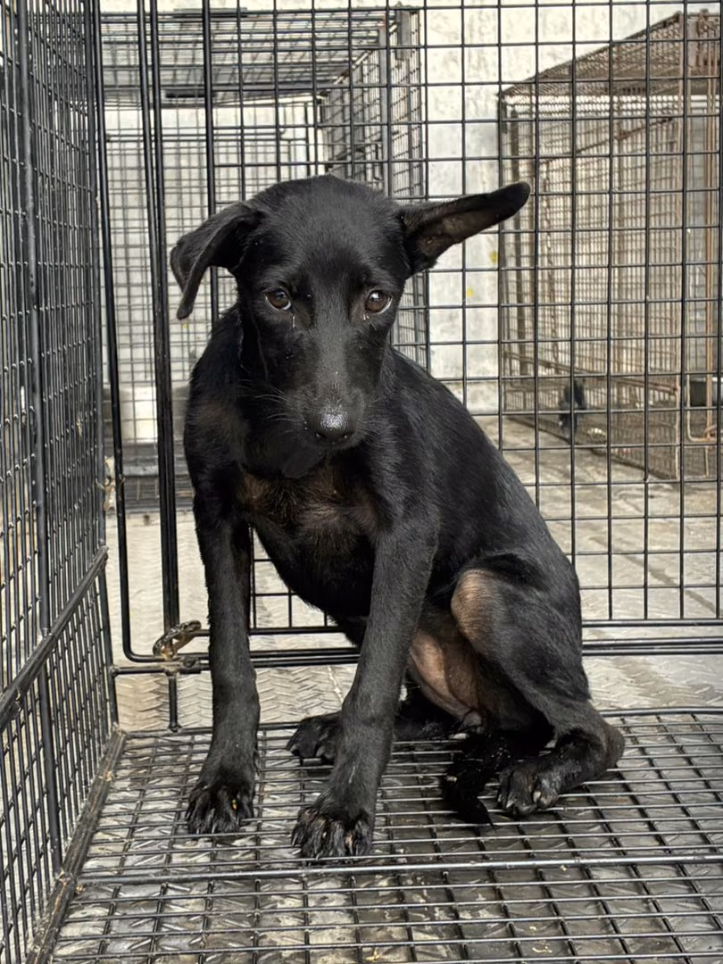 Black young female mixed-breed dog, Small, shelter no. …4005