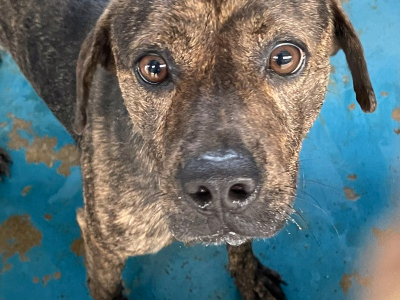 Tabby adult male mixed-breed dog, Large, shelter no. …9008