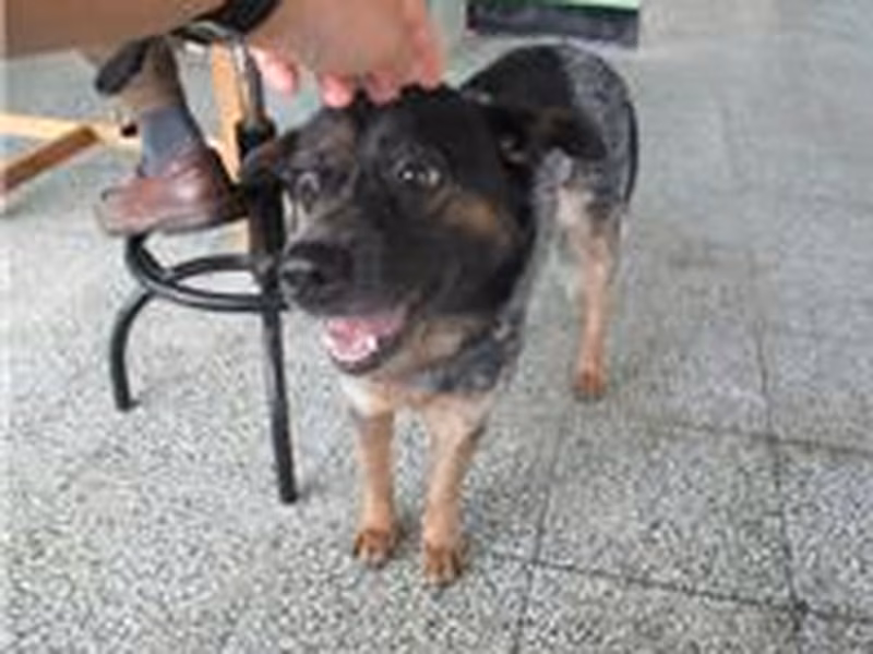 Patched adult female mixed-breed dog, Medium, shelter no. …9023