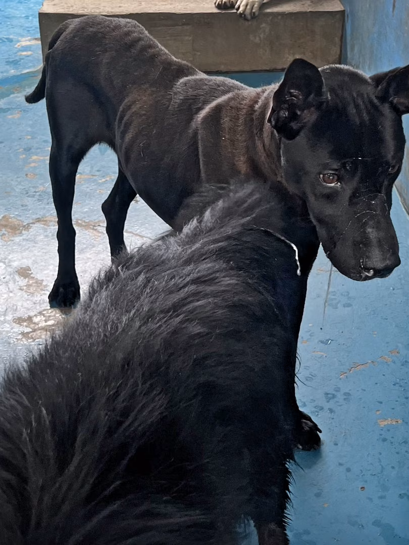 Black adult male mixed-breed dog, Large, shelter no. …9008