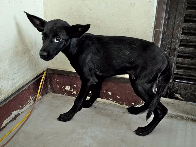 Black adult female mixed-breed dog, Large, shelter no. …0905