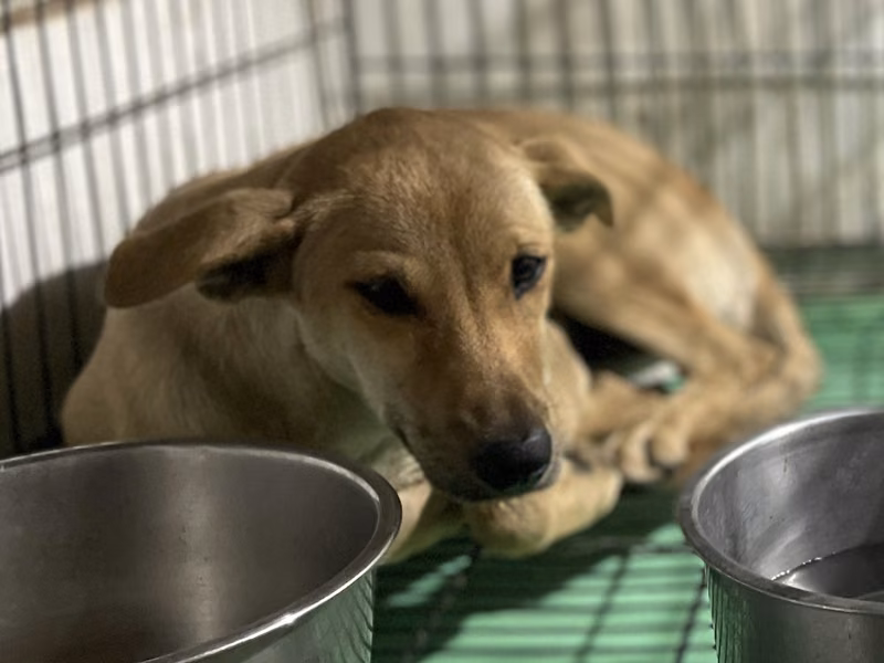Tan young female mixed-breed dog, Medium, shelter no. …108D