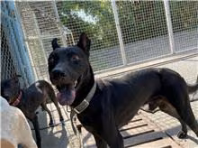 Black adult male mixed-breed dog, Medium, shelter no. …8002