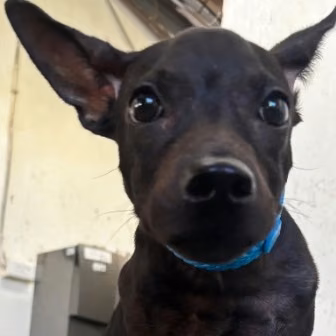 Black young female mixed-breed dog, Medium, shelter no. …1002