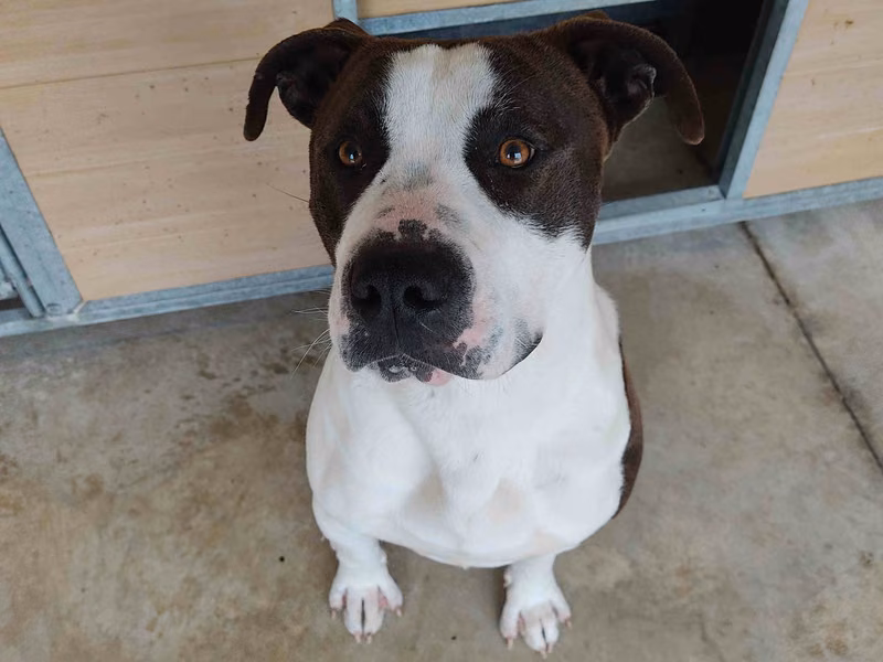 Thorr, Adult · Male · Medium · American Staffordshire Terrier