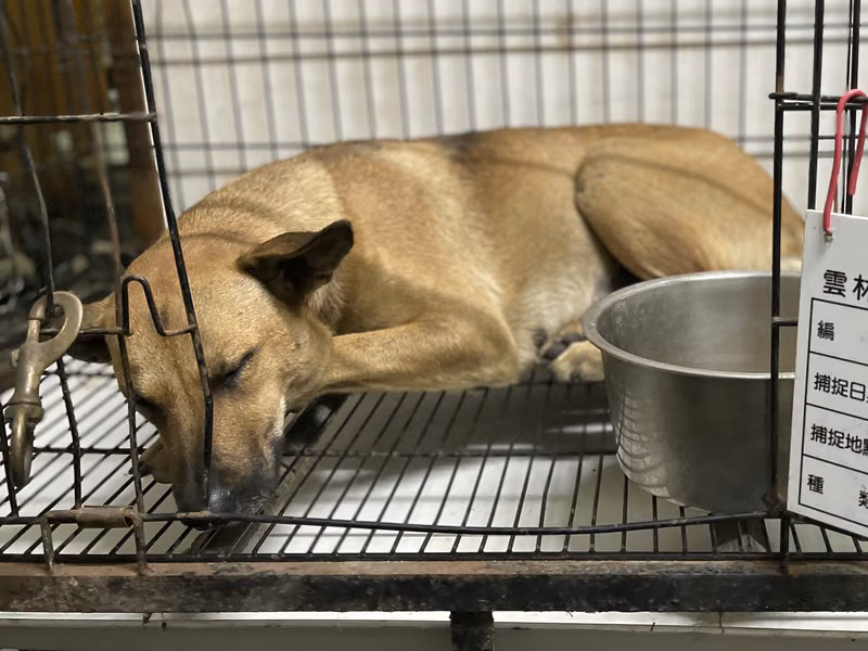 Tan adult female mixed-breed dog, Large, shelter no. …107D