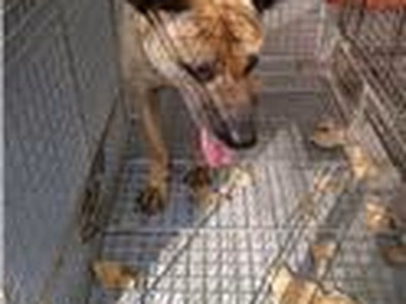 Tan adult female mixed-breed dog, Medium, shelter no. …8004