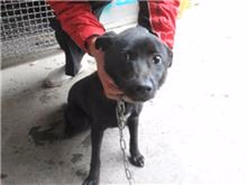 Black male mixed-breed dog, Medium, shelter no. …7005