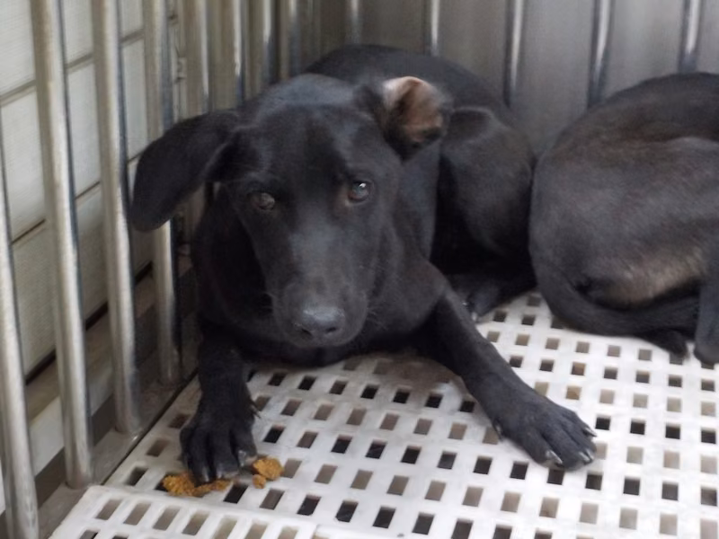 Black adult female mixed-breed dog, Medium, shelter no. …7776