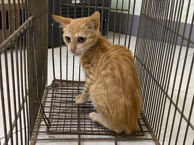 Orange tabby young female mixed-breed cat, Small, shelter no. …2C03
