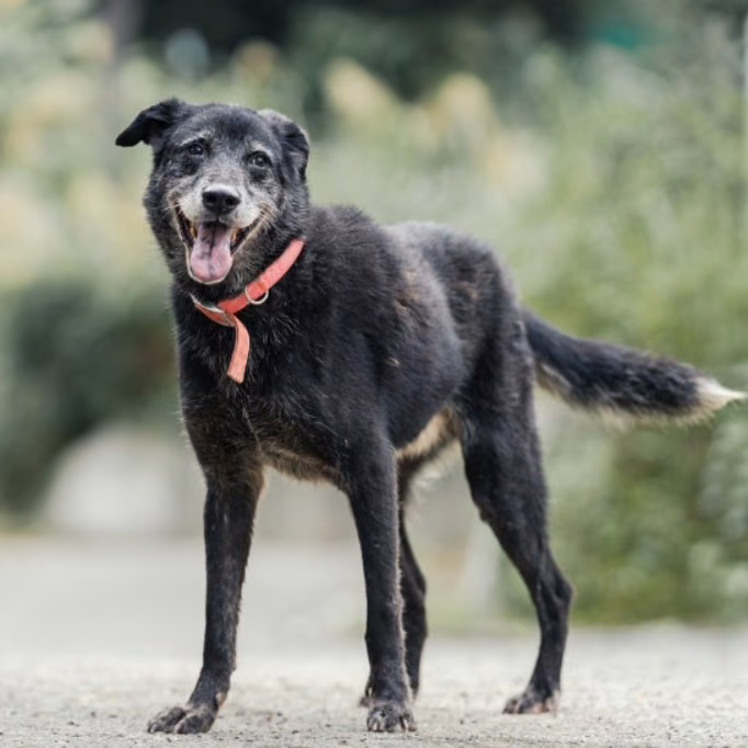 Black adult male mixed-breed dog, Large, shelter no. …0020