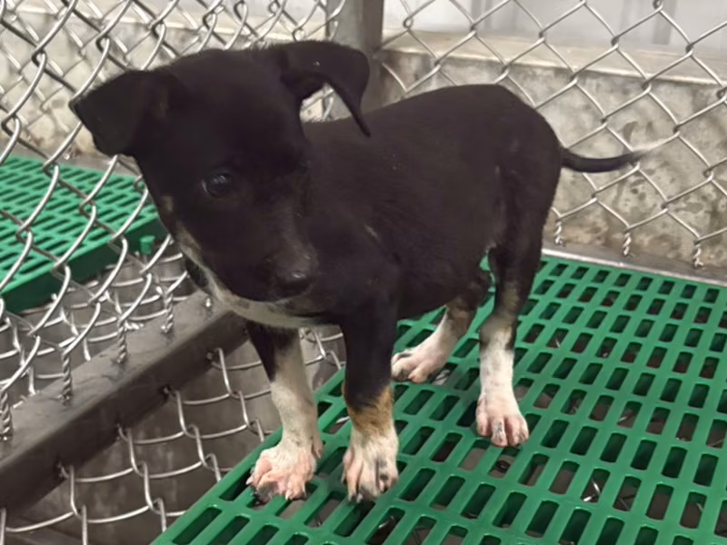Black young female mixed-breed dog, Small, shelter no. …7003