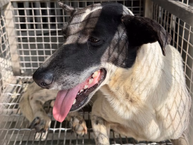Black-and-white adult female mixed-breed dog, Medium, shelter no. …7-01