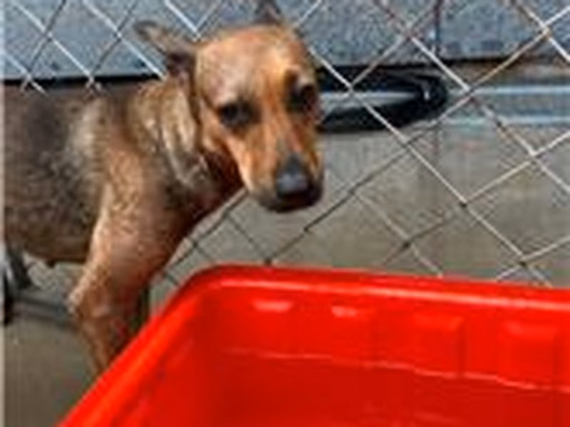 Black-and-tan adult female mixed-breed dog, Medium, shelter no. …2022