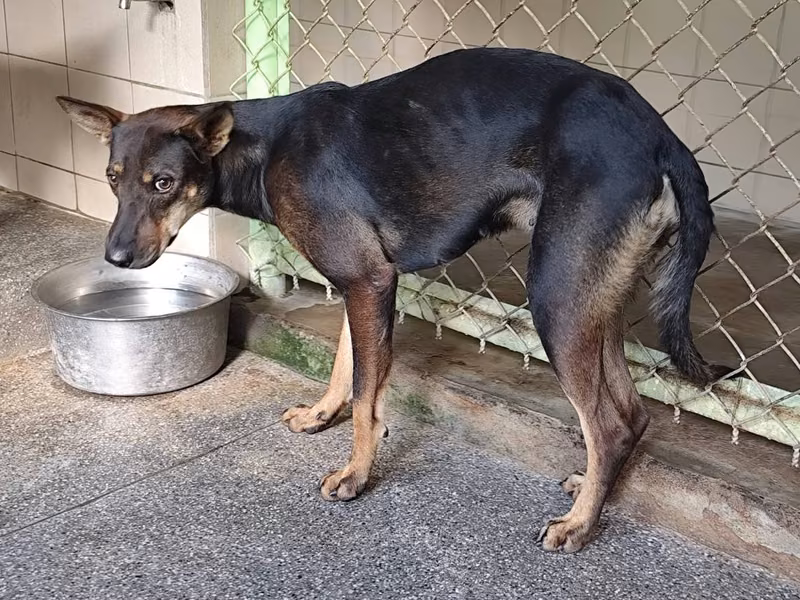 Black adult female mixed-breed dog, Large, shelter no. …2106