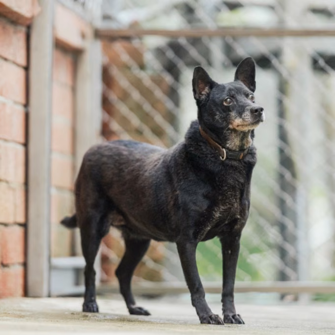 Black adult female mixed-breed dog, Medium, shelter no. …2001
