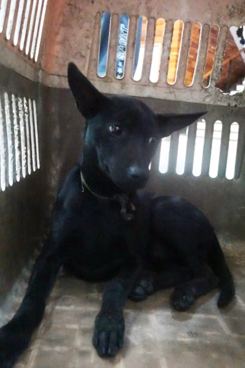 Black young male mixed-breed dog, Medium, shelter no. …2314