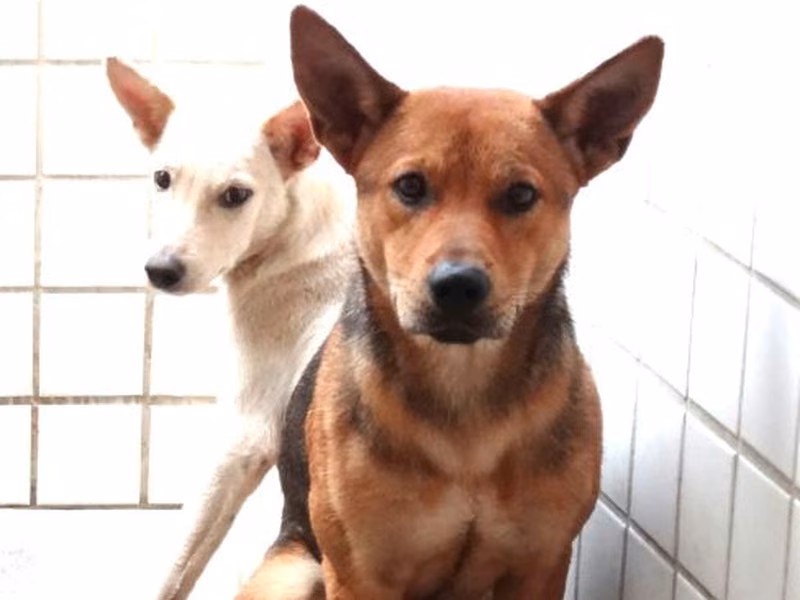 Black-and-tan adult male mixed-breed dog, Large, shelter no. …1708