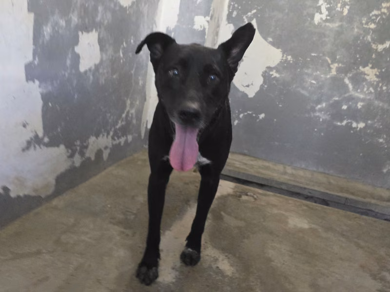 Black adult male mixed-breed dog, Medium, shelter no. …9001
