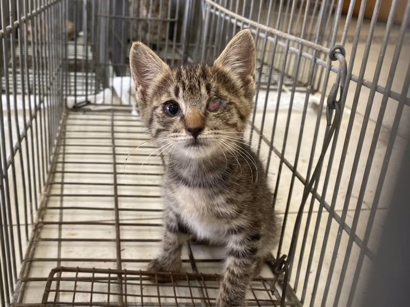 Young female mixed-breed cat, Small, shelter no. …9C09