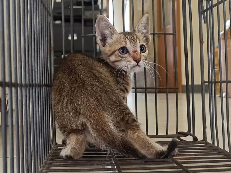 Young male mixed-breed cat, Small, shelter no. …0C03
