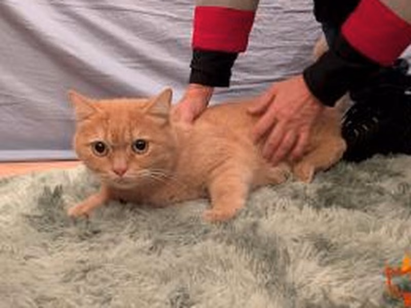 Male mixed-breed cat, shelter no. …4469