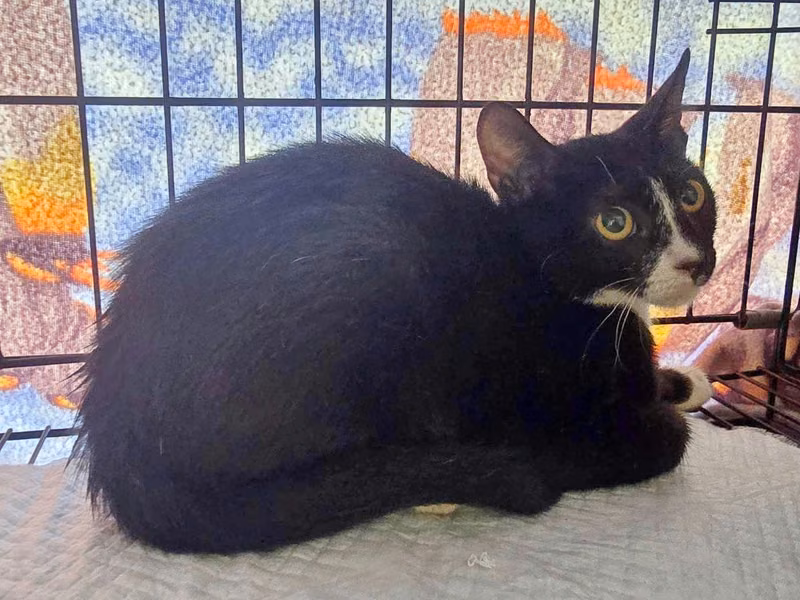 Black-and-white young female mixed-breed cat, Medium, shelter no. …1804