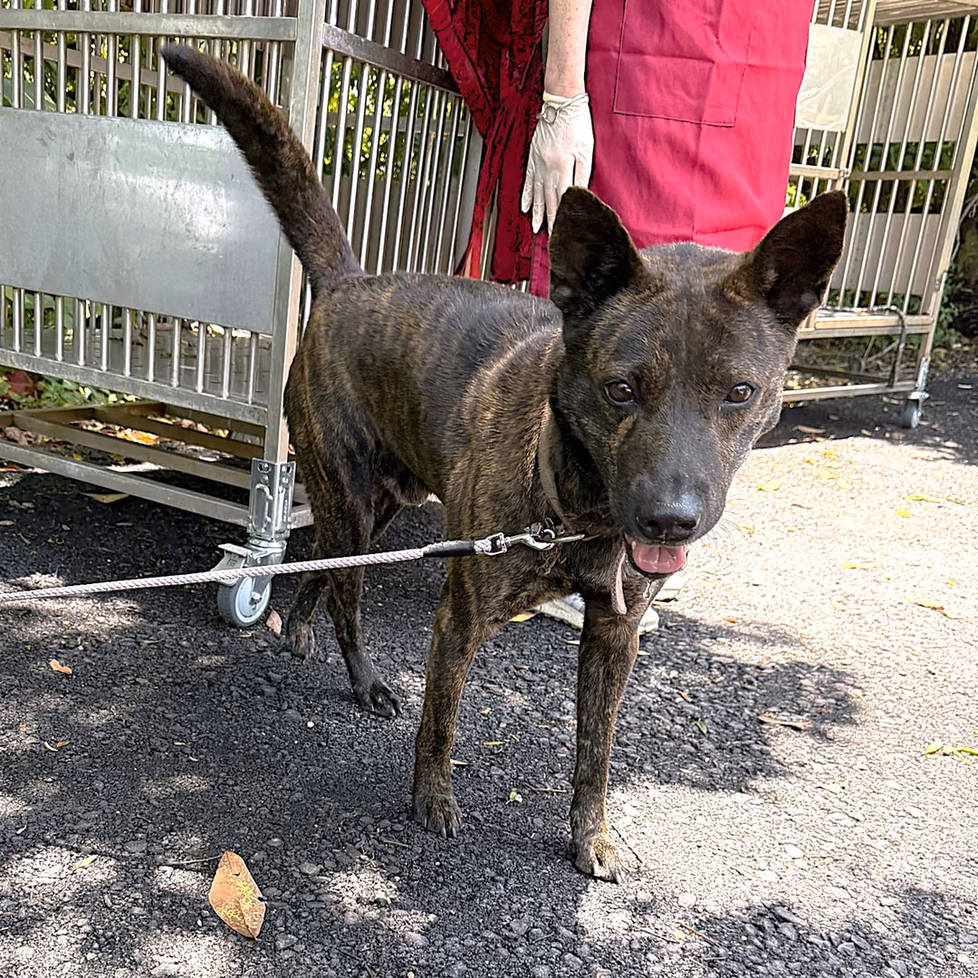 Tabby adult male mixed-breed dog, Medium, shelter no. …1001