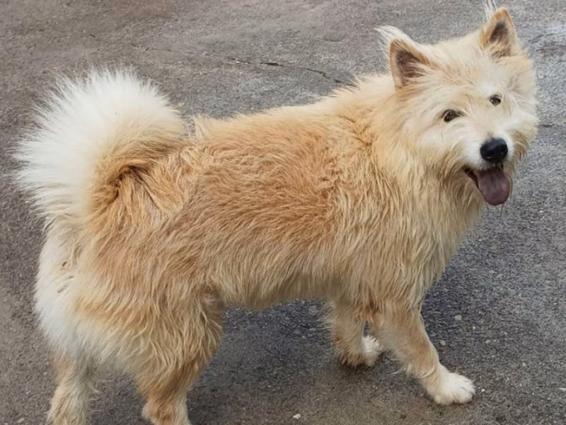 Tan adult male mixed-breed dog, Large, shelter no. …079D