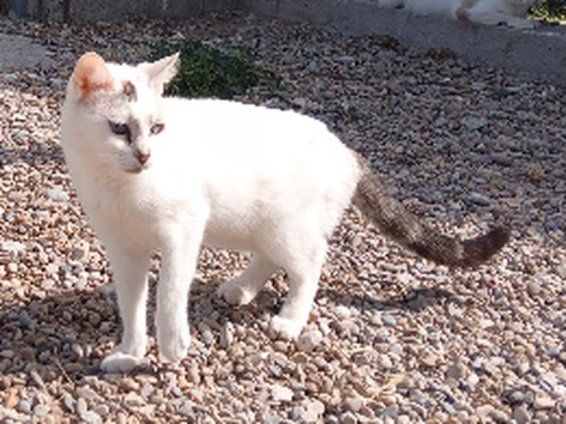 Milba、成犬・成猫 · メス · 中型 · ヨーロピアンショートヘア