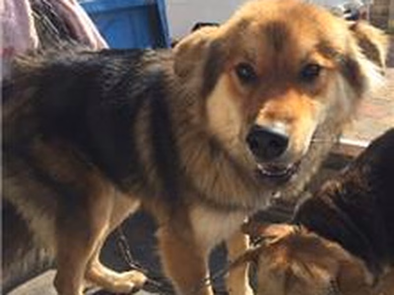 Brown-and-black adult male mixed-breed dog, Medium, shelter no. …6-06
