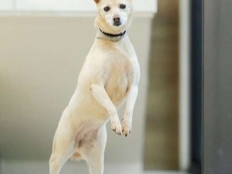 Tan-and-white adult female mixed-breed dog, Medium, shelter no. …6001