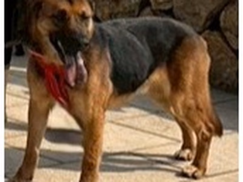 Black-and-tan adult male mixed-breed dog, Medium, shelter no. …4002