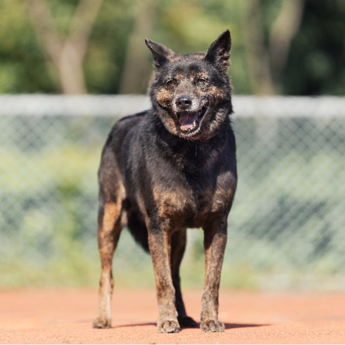 Tabby adult male mixed-breed dog, Medium, shelter no. …0423