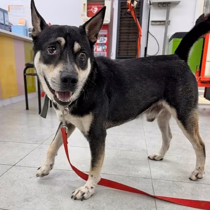 Black-and-white adult male mixed-breed dog, Medium, shelter no. …8002