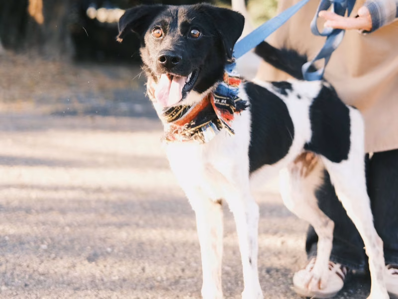 Black-and-white adult female mixed-breed dog, Medium, shelter no. …9002