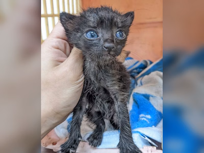 Black young male mixed-breed cat, Small, shelter no. …1005