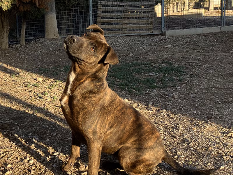 Mapi, Adult · Female · Medium · American Staffordshire Terrier