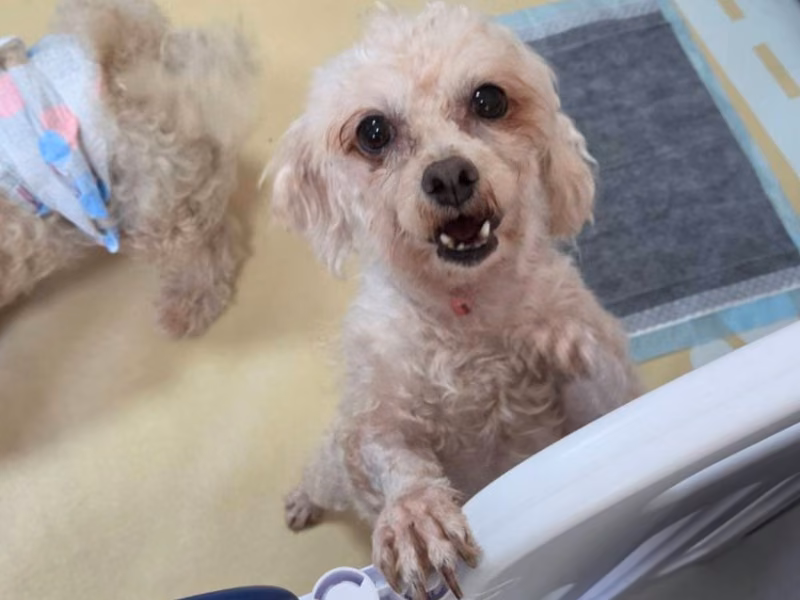 White adult male Maltese, Medium, shelter no. …4-11