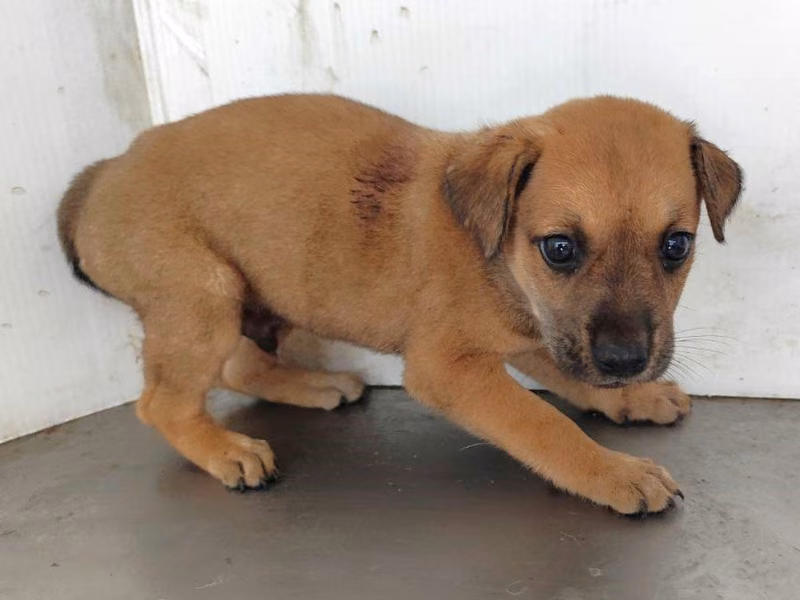 Tan young male mixed-breed dog, Small, shelter no. …2910