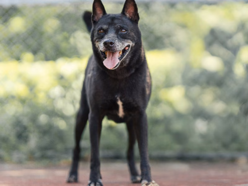 Black adult male mixed-breed dog, Medium, shelter no. …2001