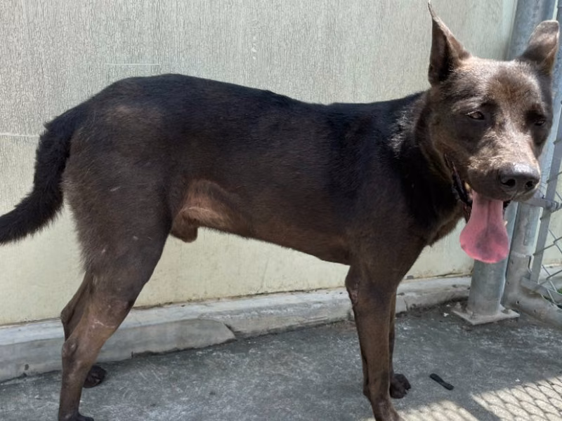 Black adult male mixed-breed dog, Medium, shelter no. …2002