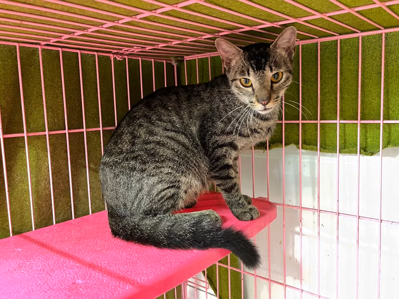 Tabby adult female mixed-breed cat, Medium, shelter no. …2104