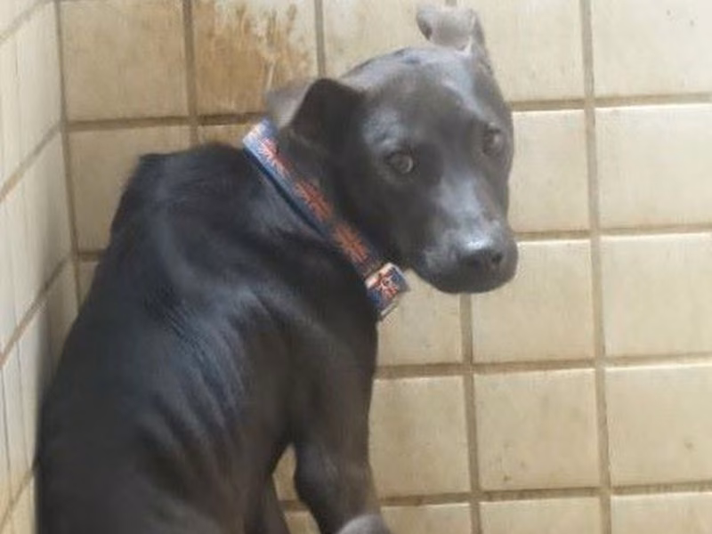 Black adult male mixed-breed dog, Large, shelter no. …1140