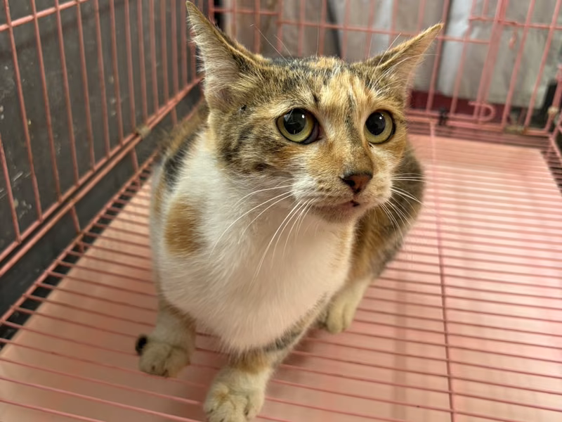 Calico adult female mixed-breed cat, Medium, shelter no. …3007