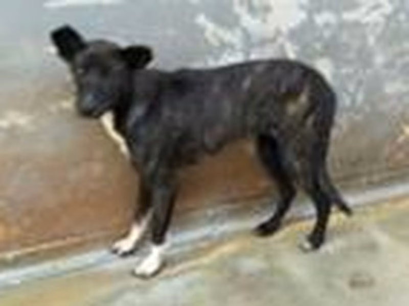 Tabby adult female mixed-breed dog, Medium, shelter no. …2502