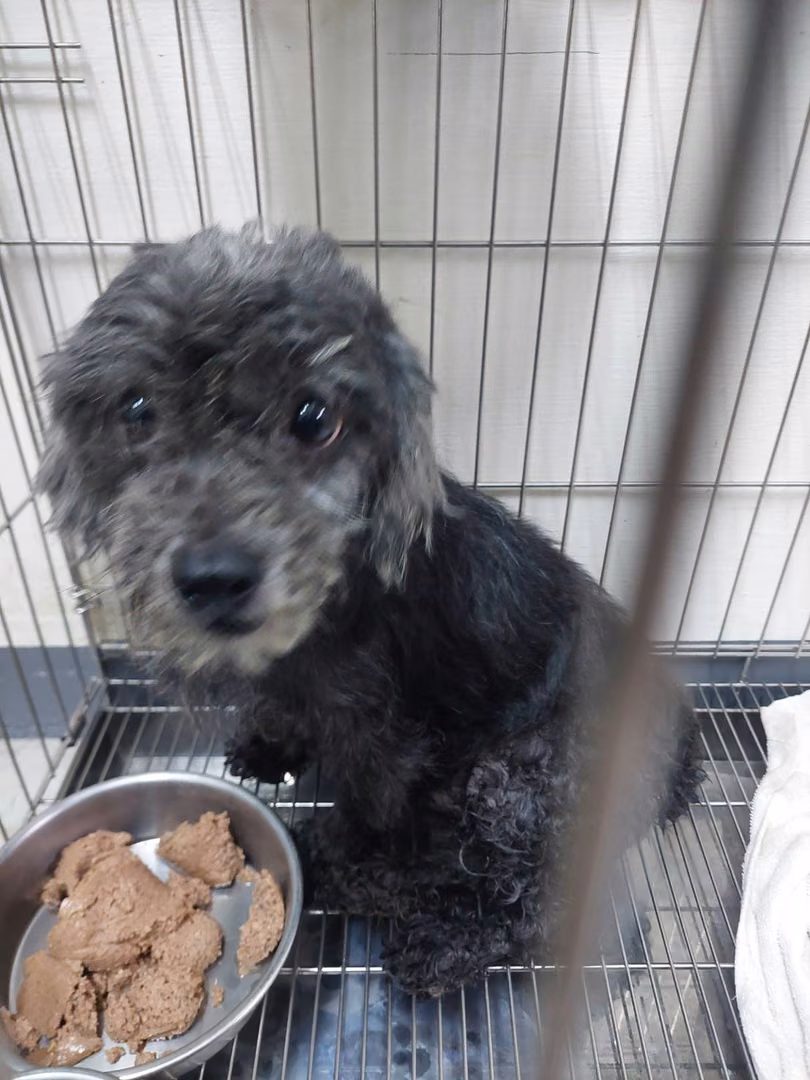 Black adult male poodle, Small, shelter no. …1012